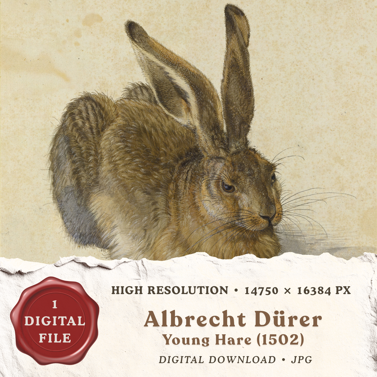 Young Hare by Albrecht Dürer 1502 high resolution Renaissance rabbit printable wall art