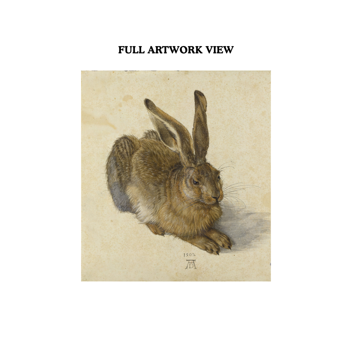 Full view of Young Hare by Albrecht Dürer 1502 Renaissance hare artwork